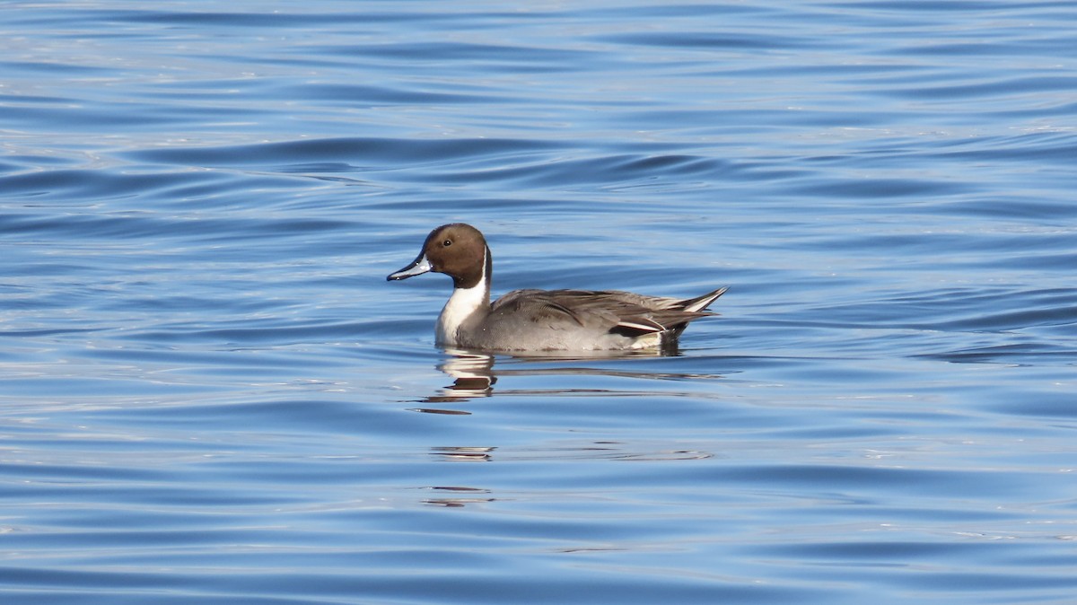 Northern Pintail - ML646120028
