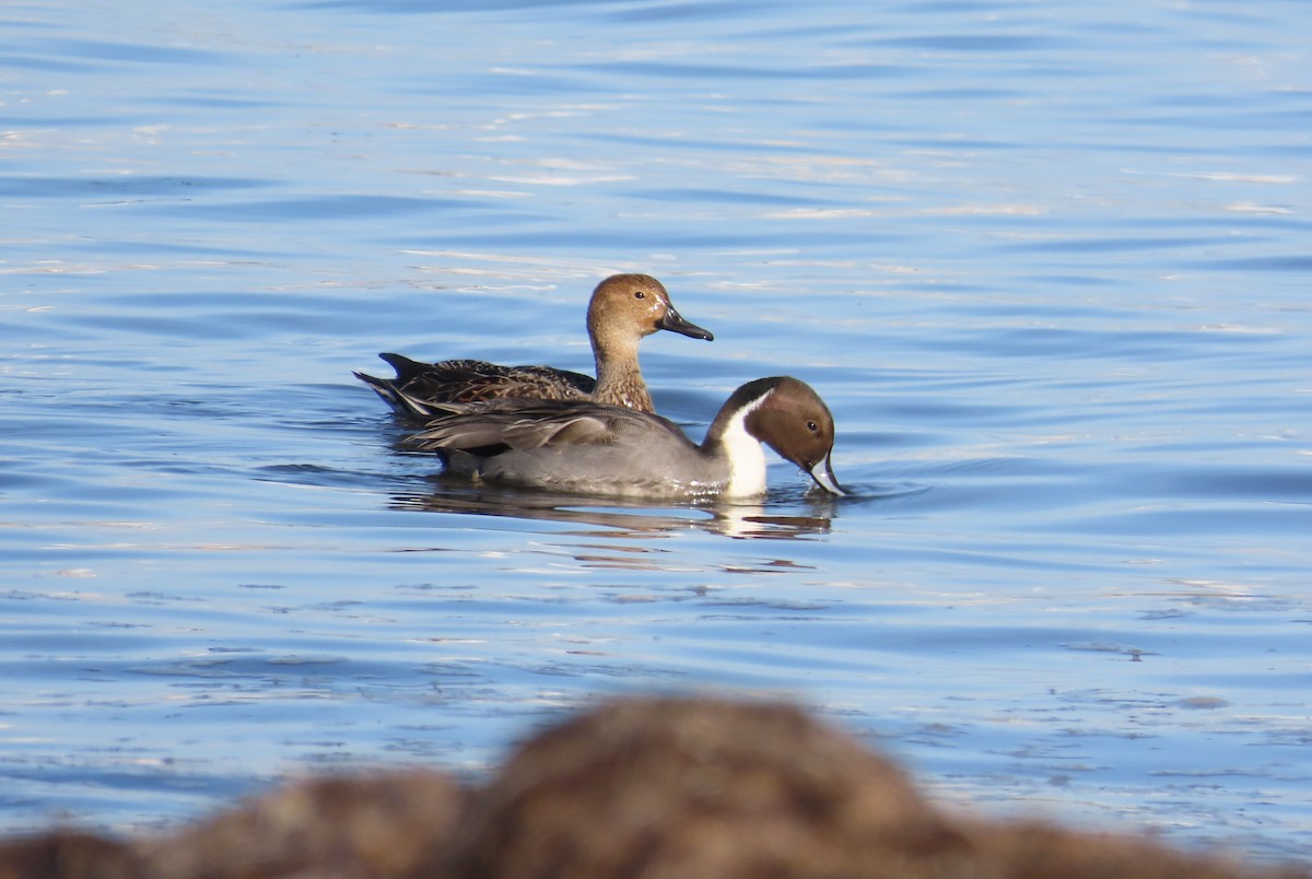 Northern Pintail - ML646120029