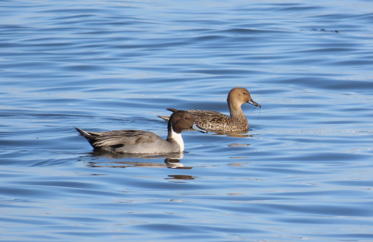 Northern Pintail - ML646120030