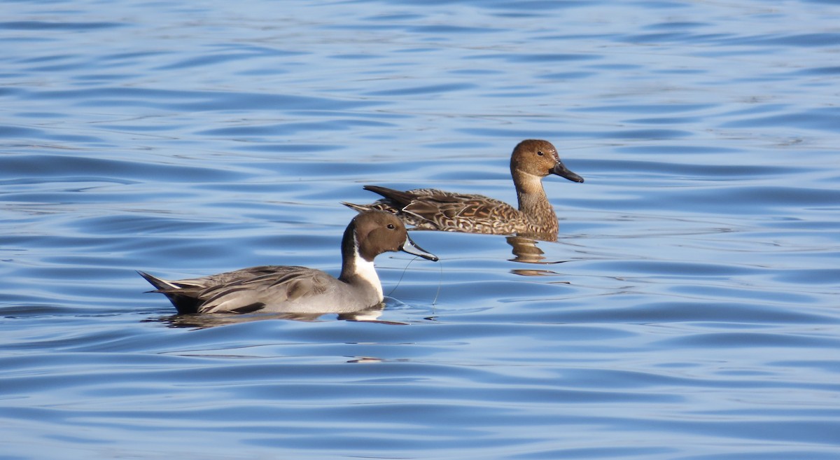 Northern Pintail - ML646120031