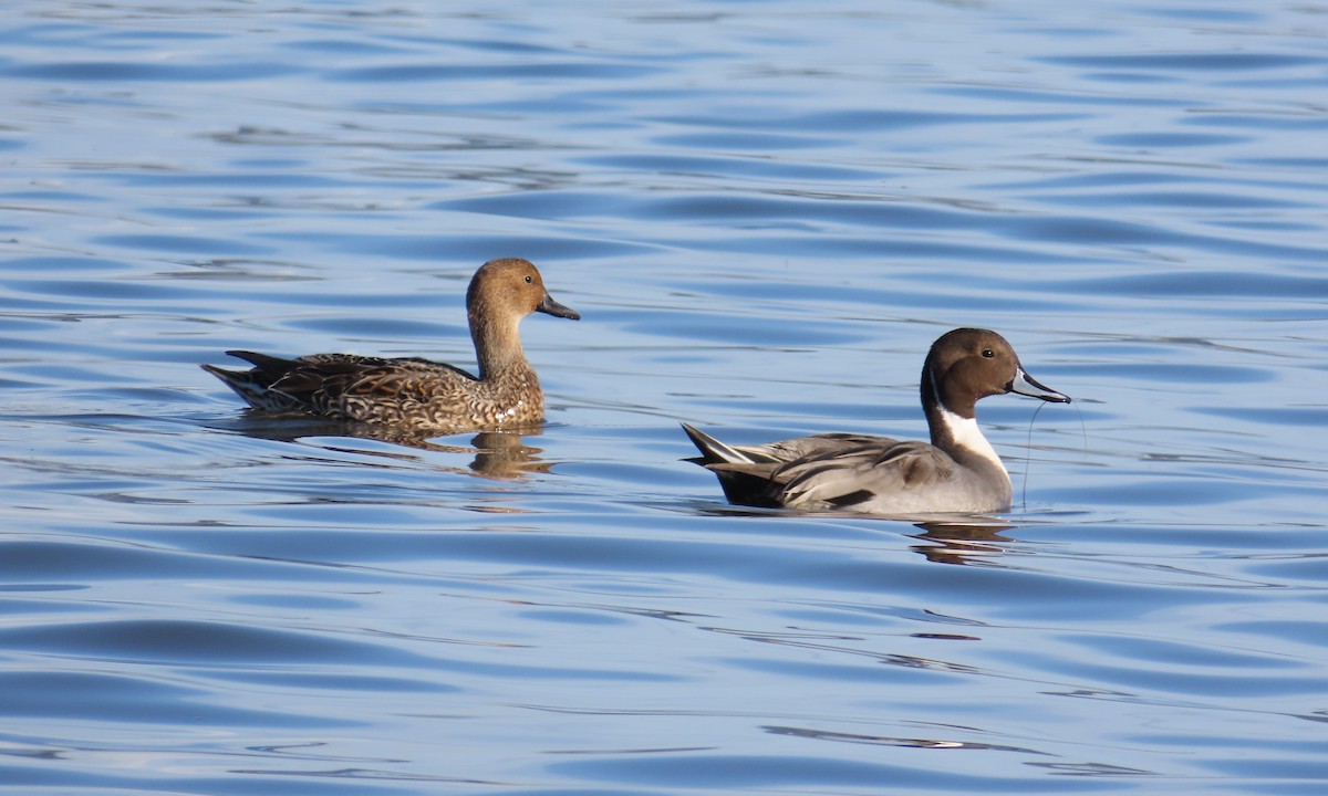 Northern Pintail - ML646120032
