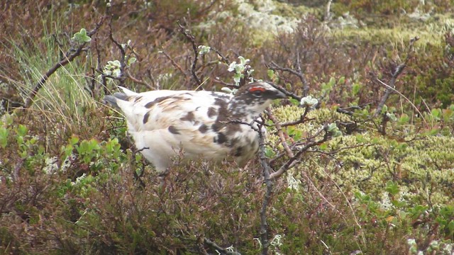 Rock Ptarmigan - ML646120033