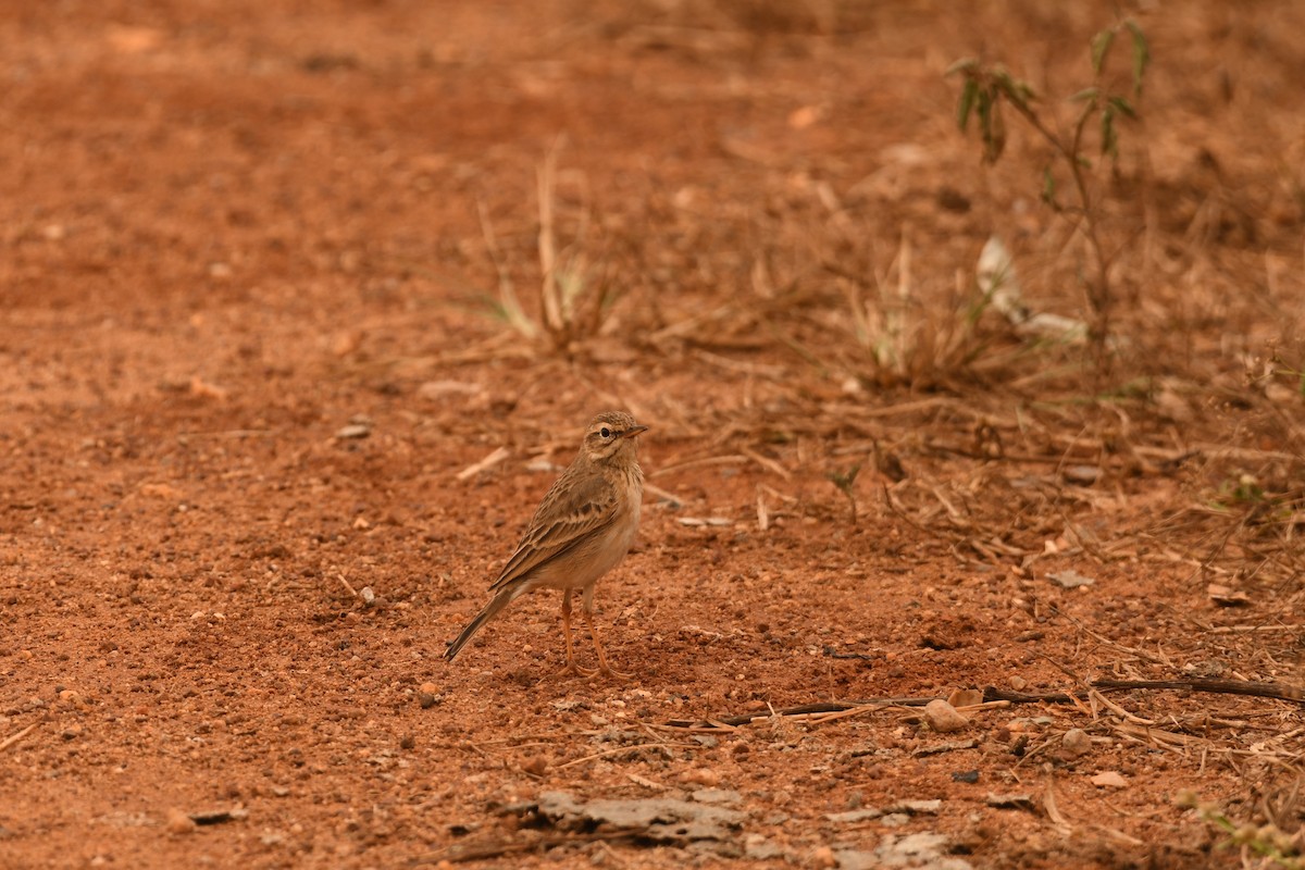 Paddyfield Pipit - ML646120034