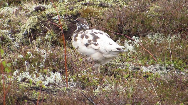 Rock Ptarmigan - ML646120035