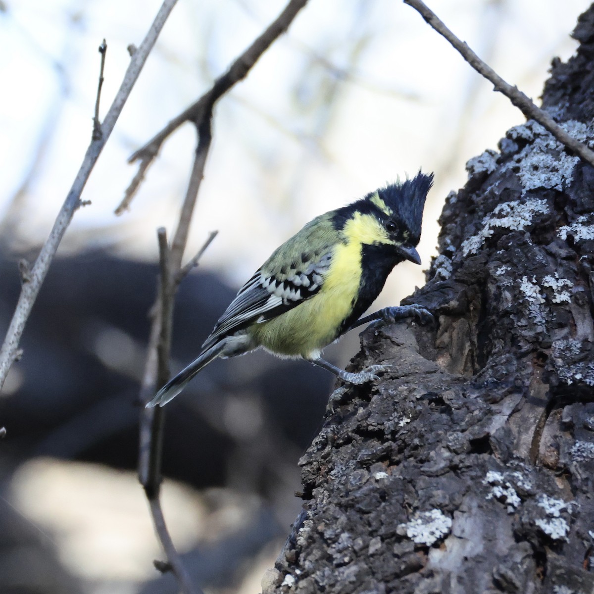 Indian Yellow Tit - ML646120037