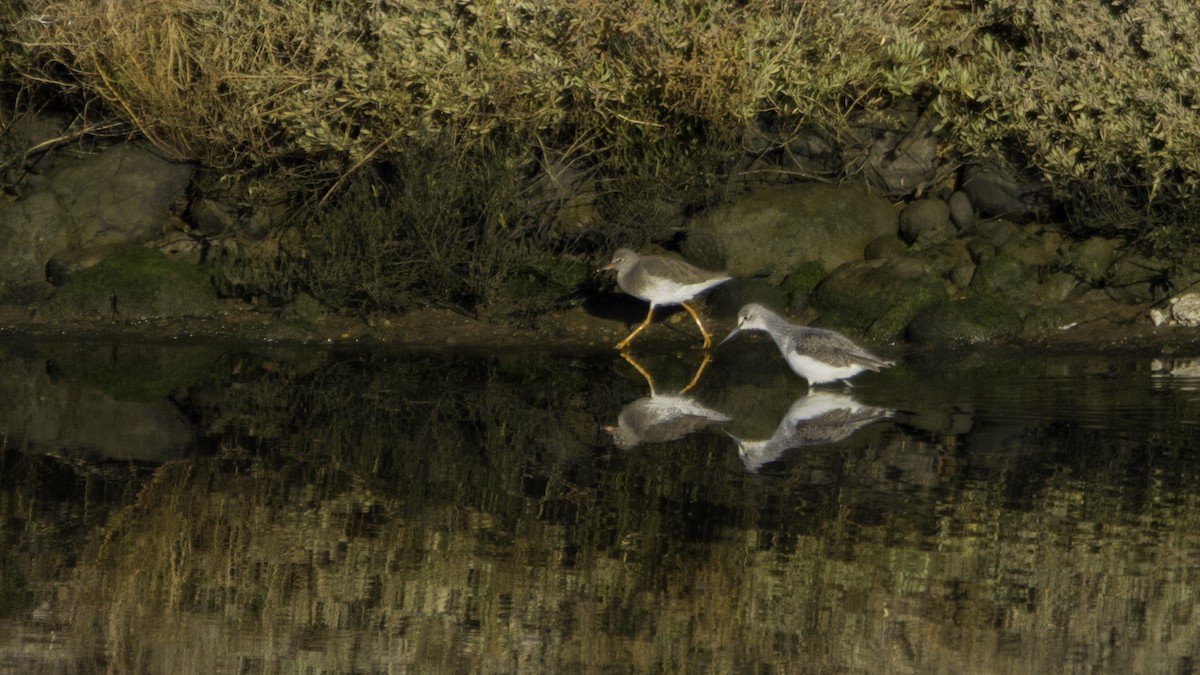 Common Greenshank - ML646120038