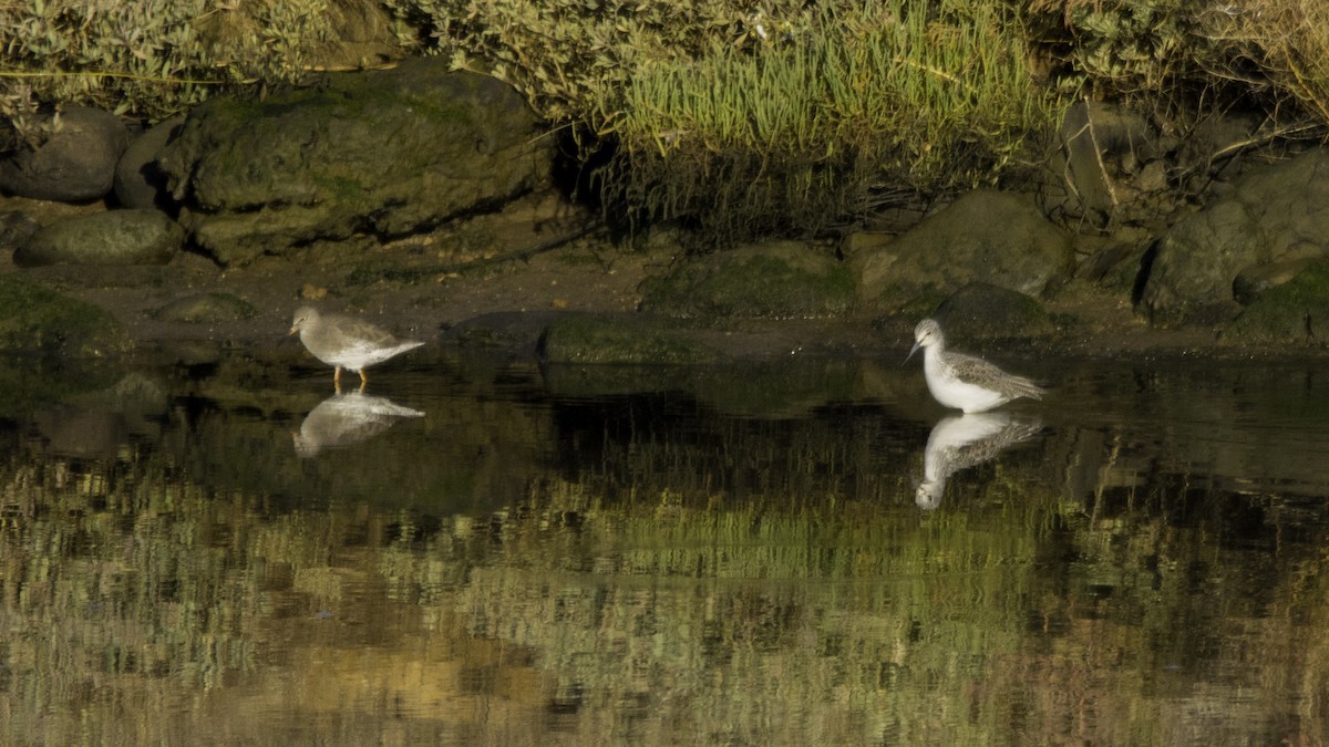 Common Greenshank - ML646120039