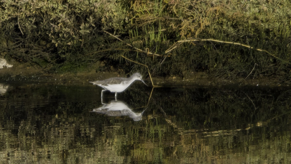 Common Greenshank - ML646120040