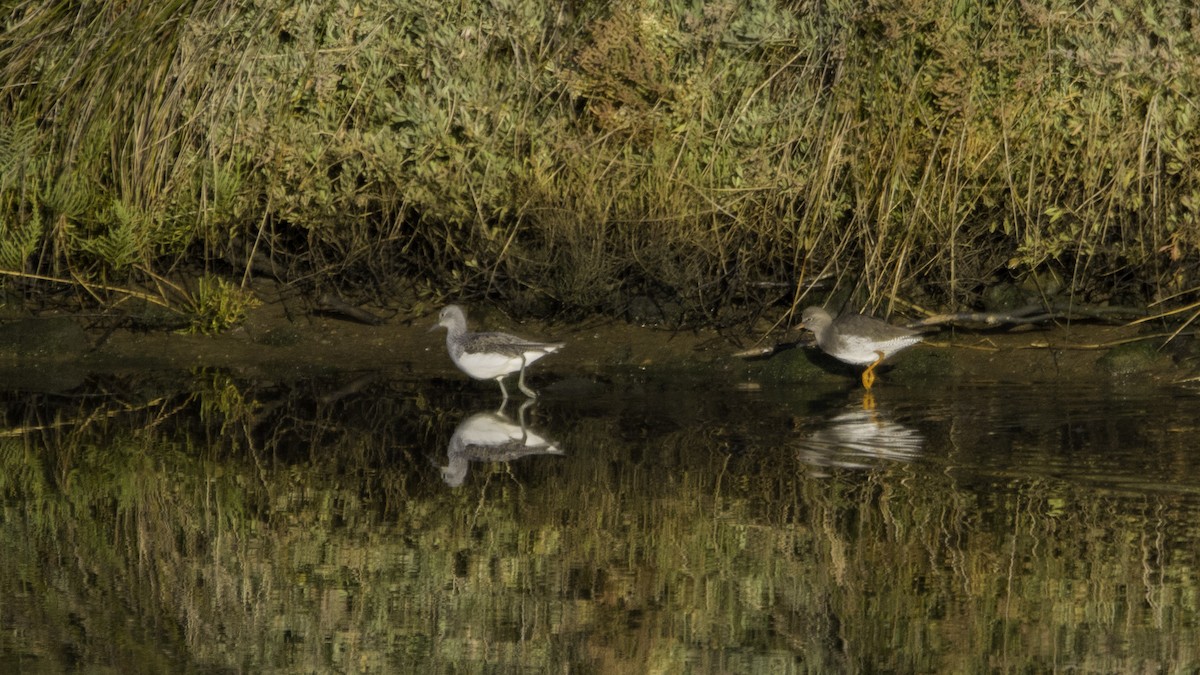 Common Greenshank - ML646120041