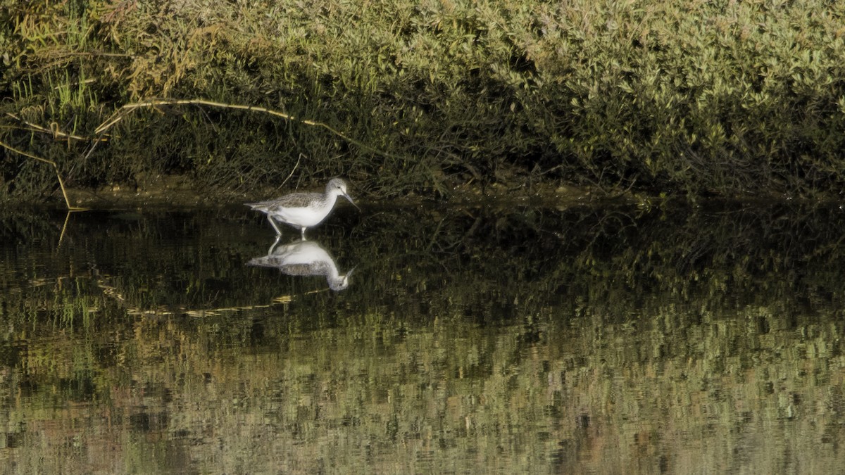 Common Greenshank - ML646120042