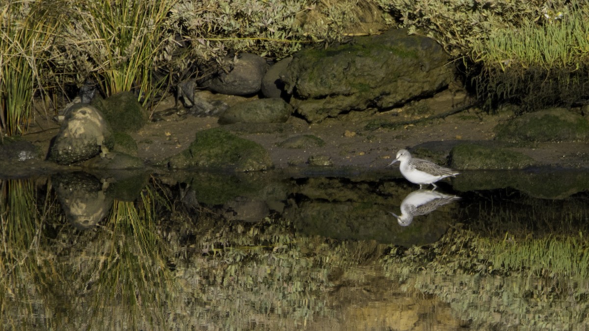 Common Greenshank - ML646120043