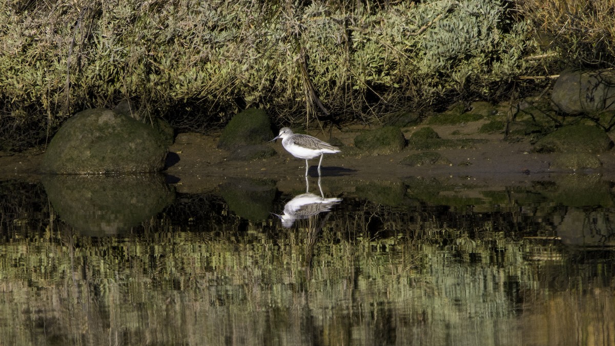 Common Greenshank - ML646120046