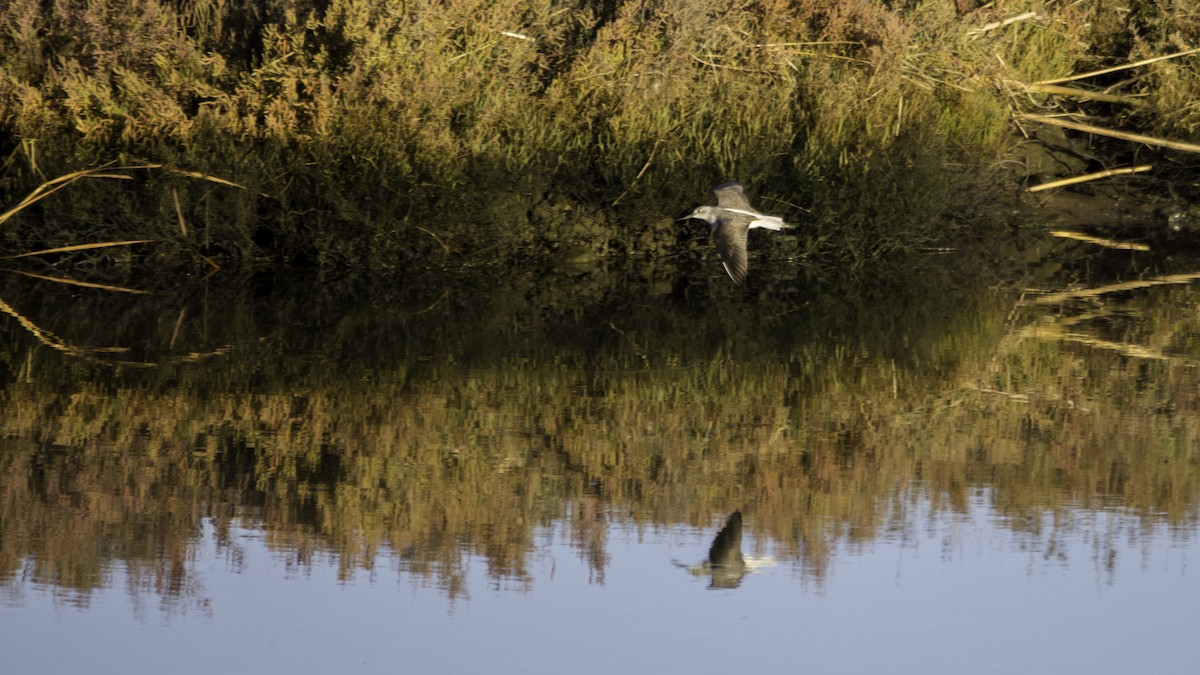 Common Greenshank - ML646120047