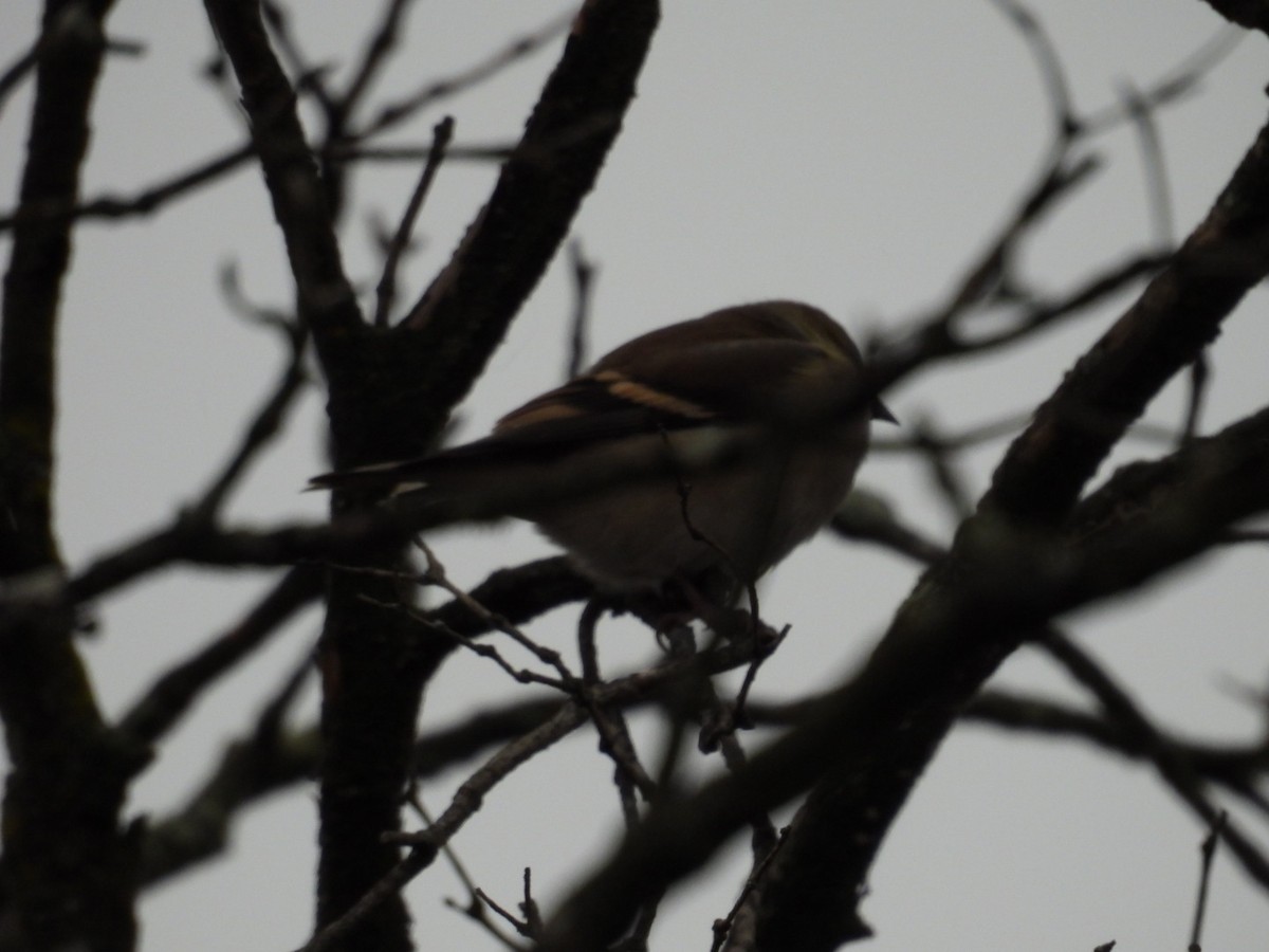 American Goldfinch - ML646120048