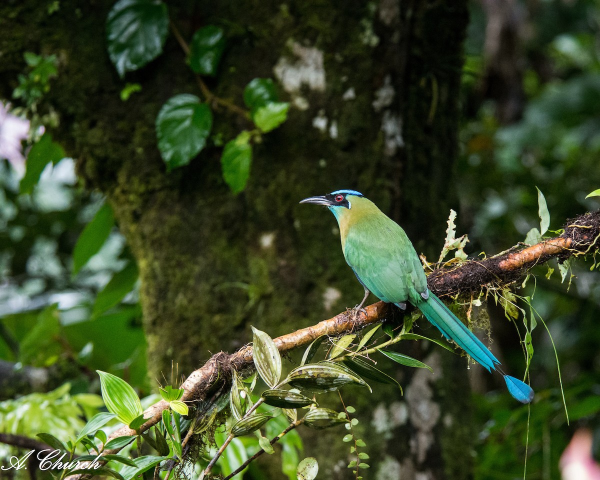 Lesson's Motmot - ML646120052