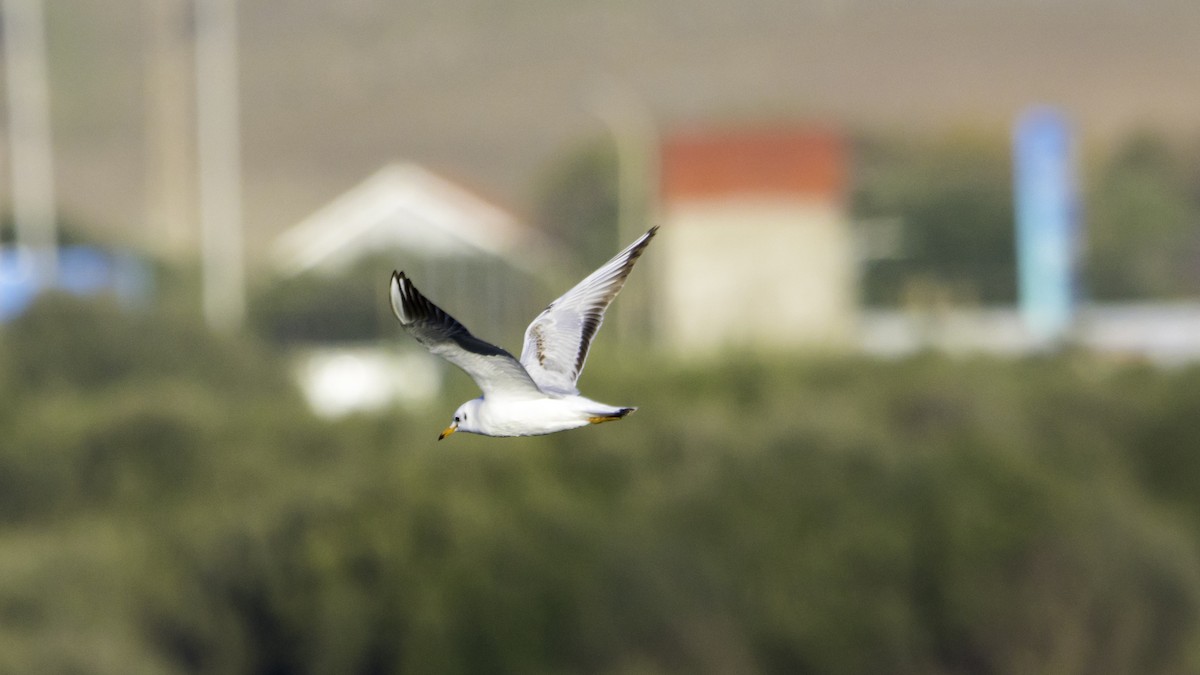 Gabbiano comune - ML646120053