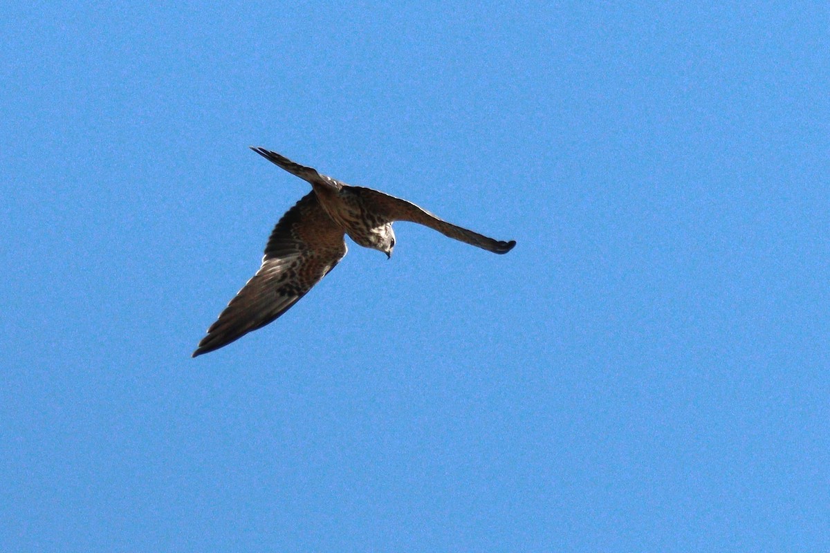 Mississippi Kite - ML646120055