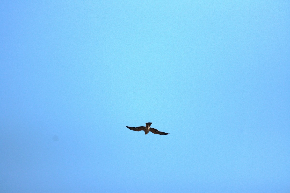 Mississippi Kite - ML646120057
