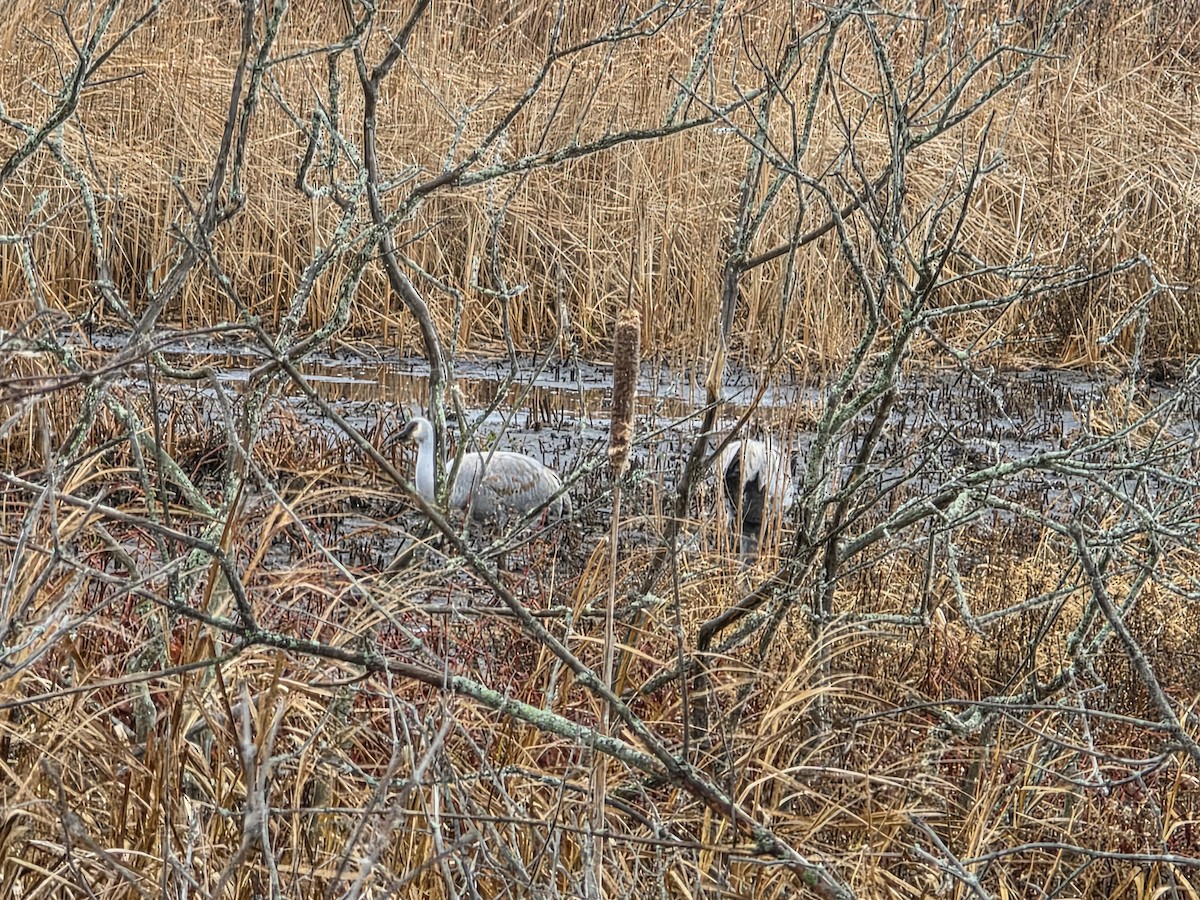 Журавель канадський - ML646120061