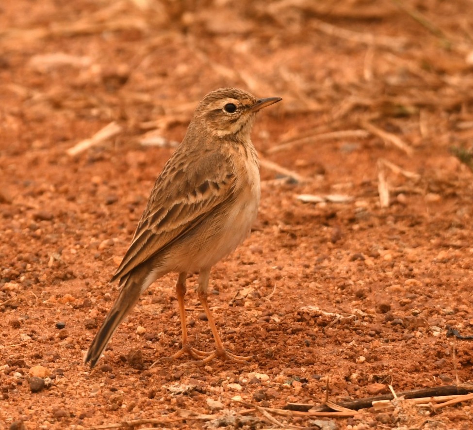 Paddyfield Pipit - ML646120066