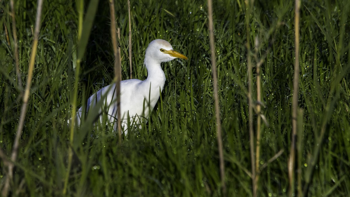 Airone guardabuoi - ML646120067