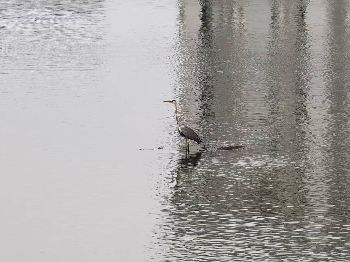 Gray Heron - ML646120071