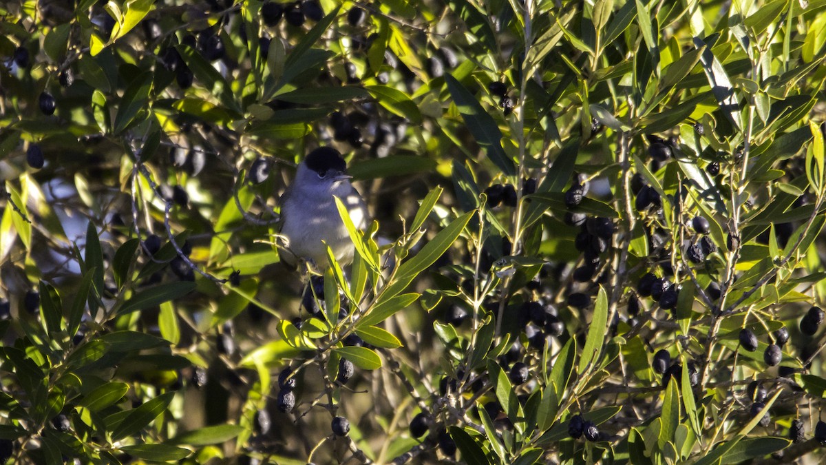 Eurasian Blackcap - ML646120073