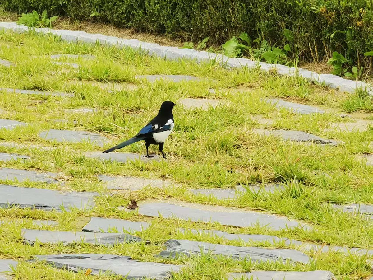 Дорнын шаазгай - ML646120074