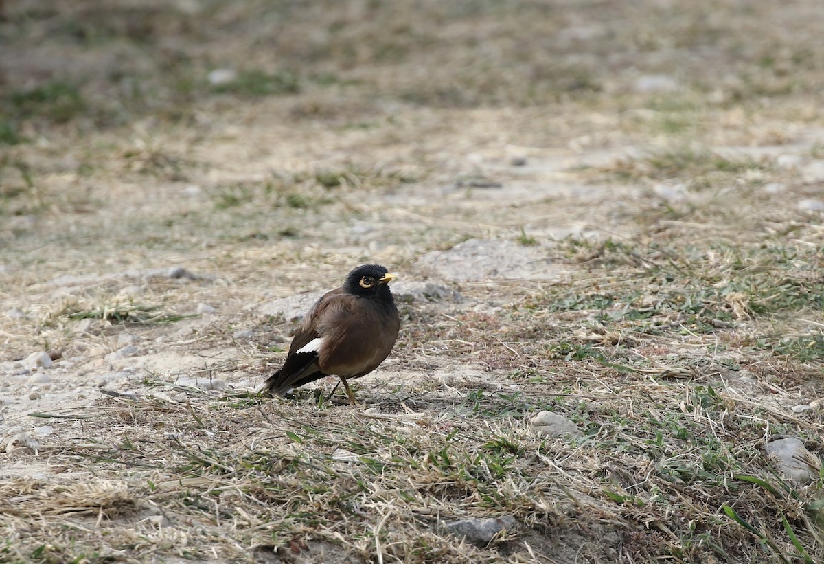 Common Myna - ML646120075