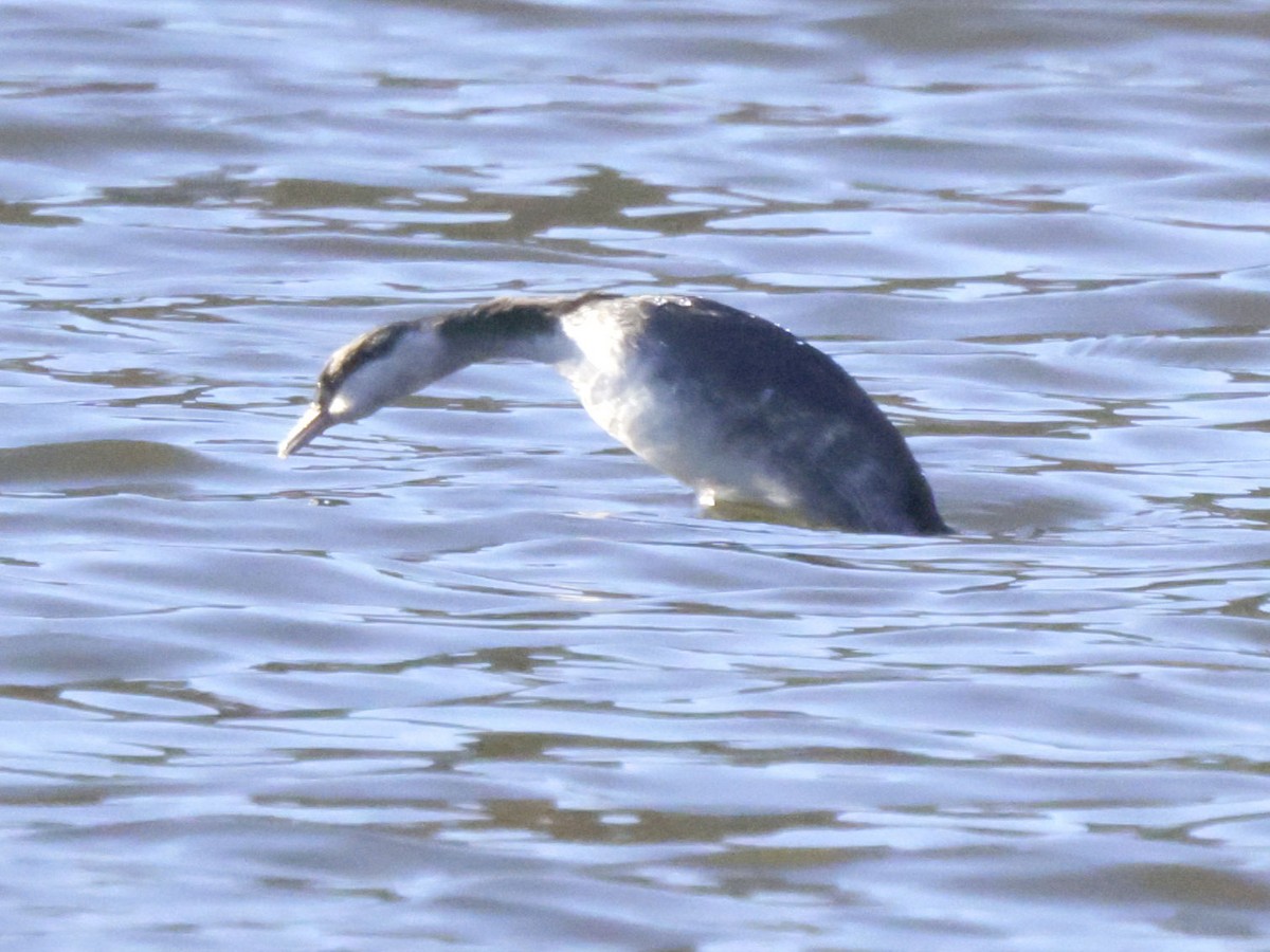 Horned Grebe - ML646120076