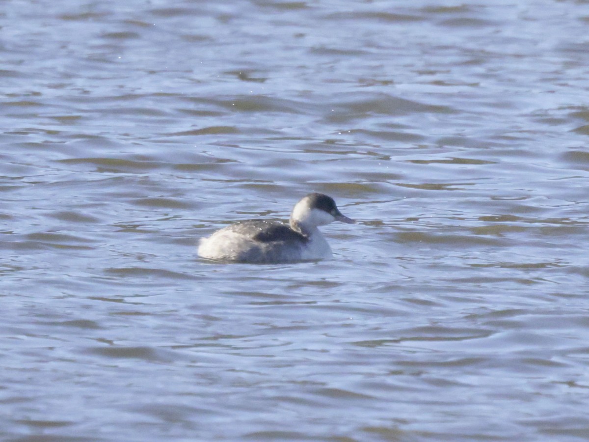 Horned Grebe - ML646120077