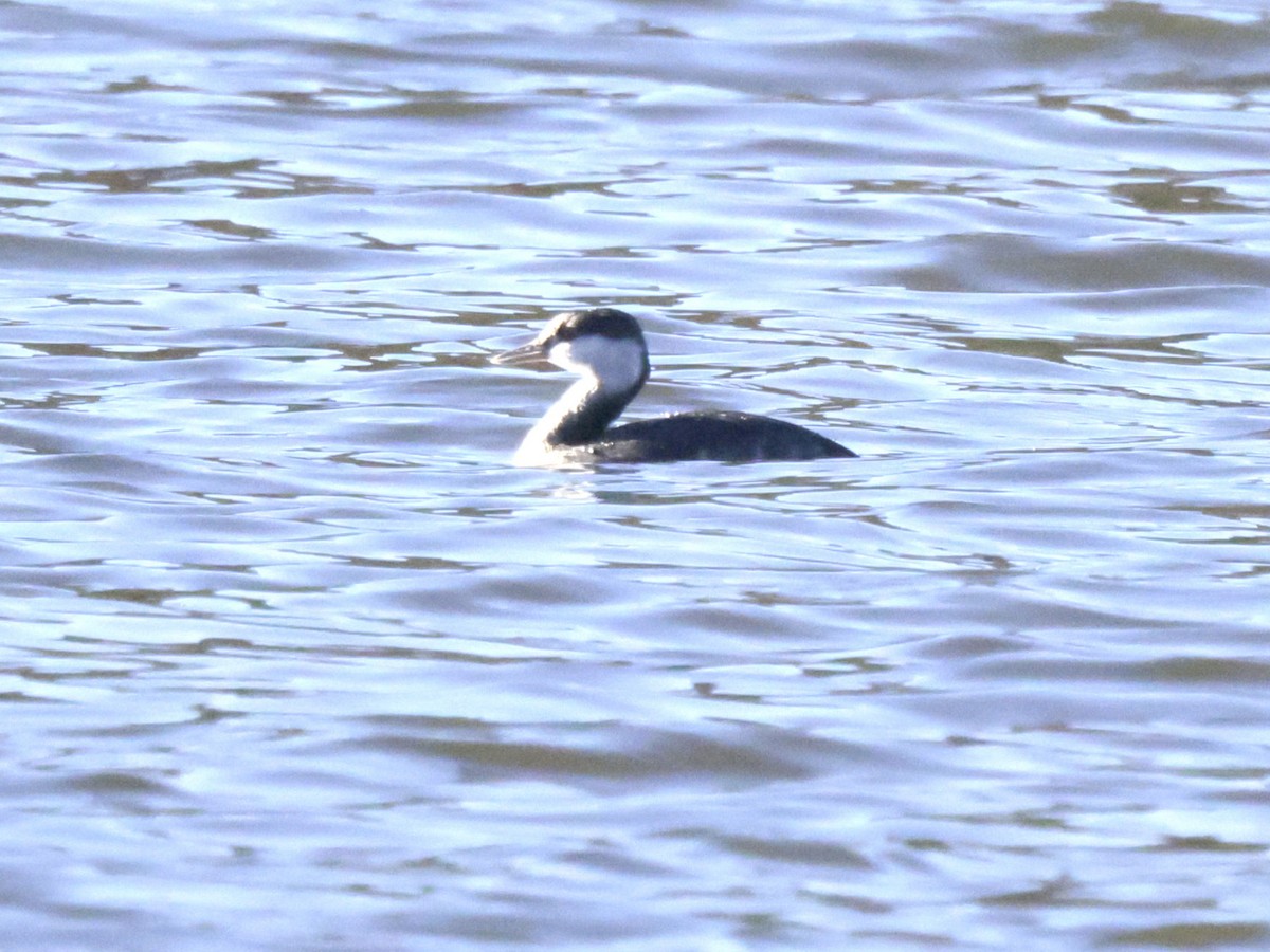 Horned Grebe - ML646120078