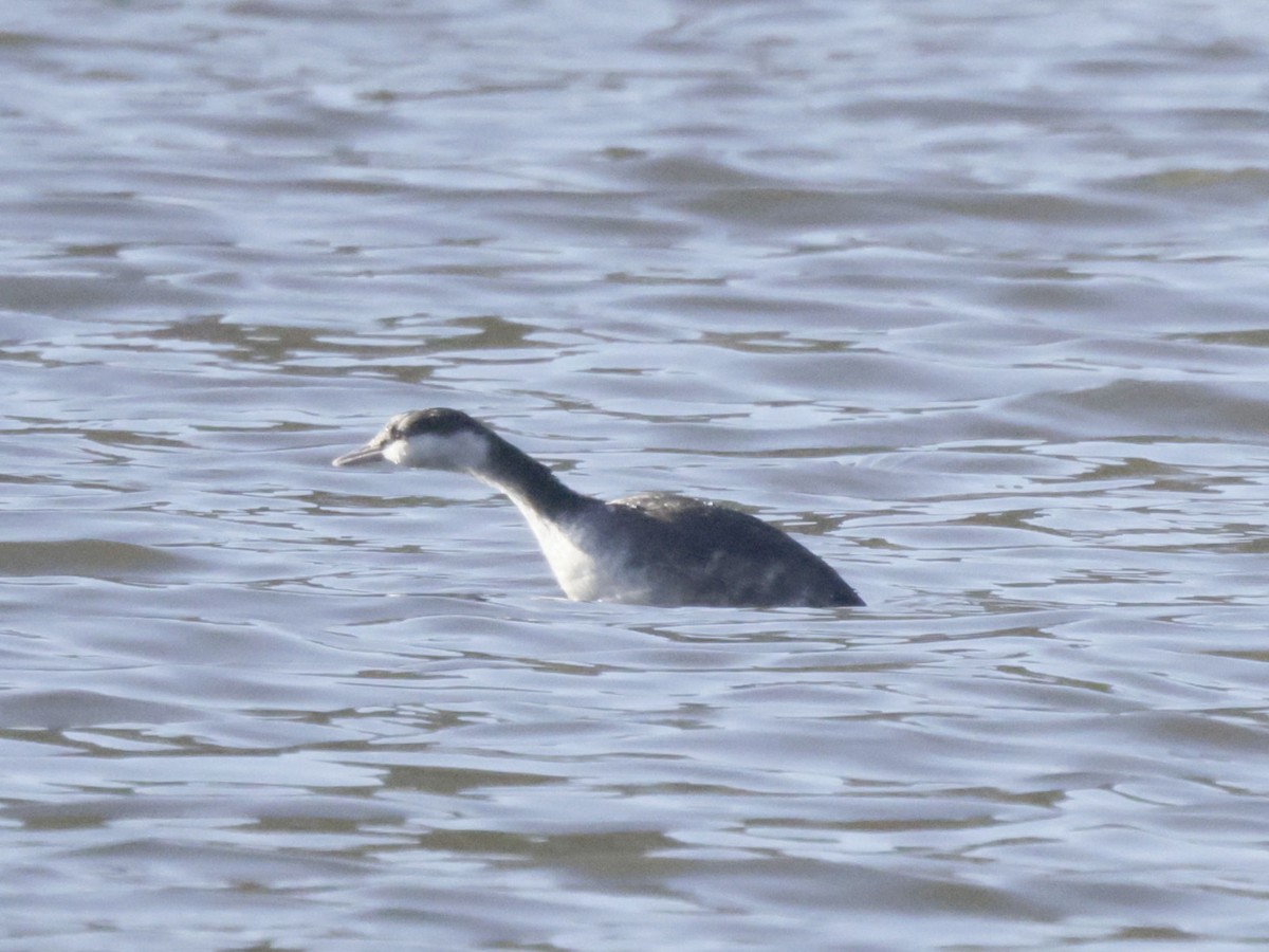 Horned Grebe - ML646120079