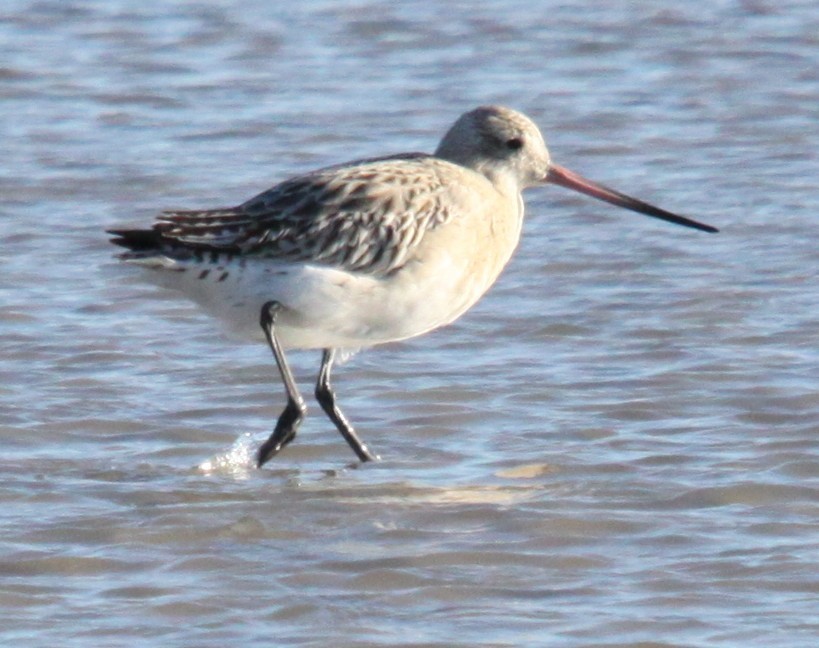 Bar-tailed Godwit - ML646120081