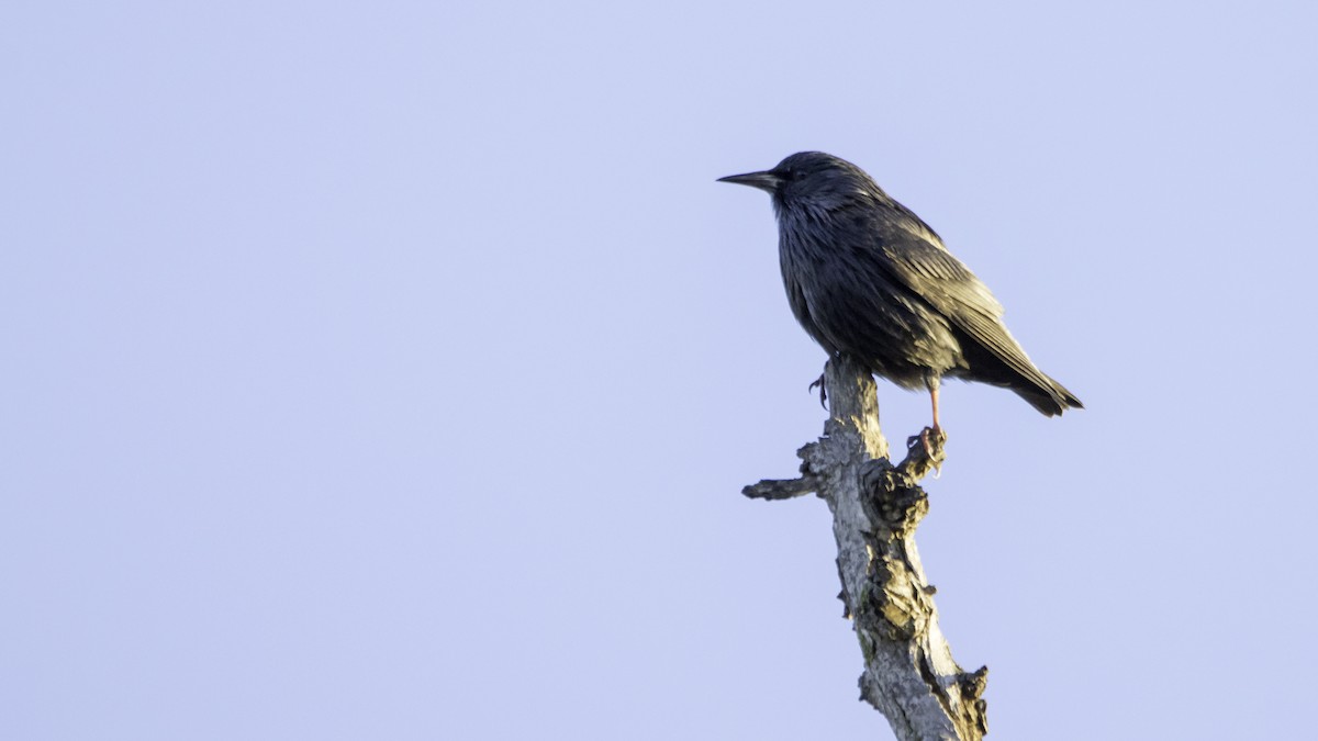 Spotless Starling - ML646120082
