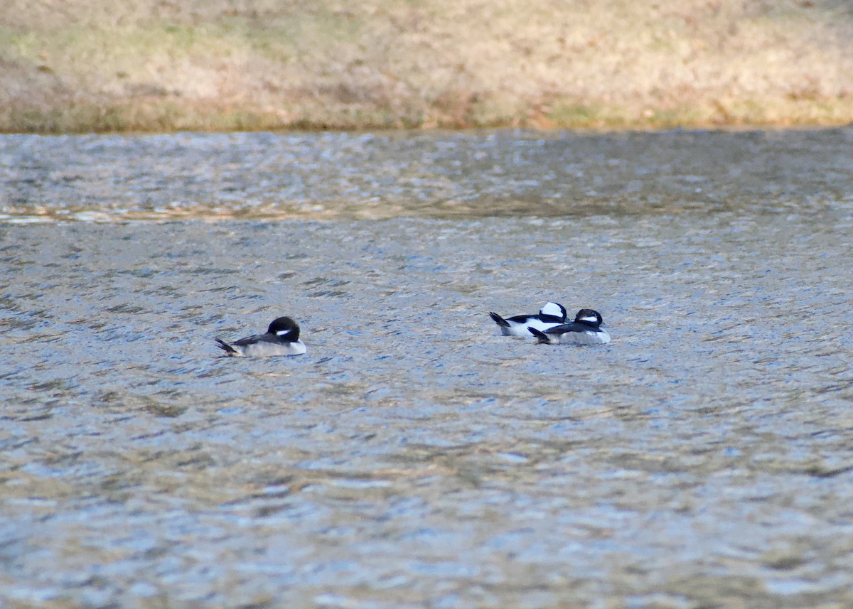 Bufflehead - ML646120083