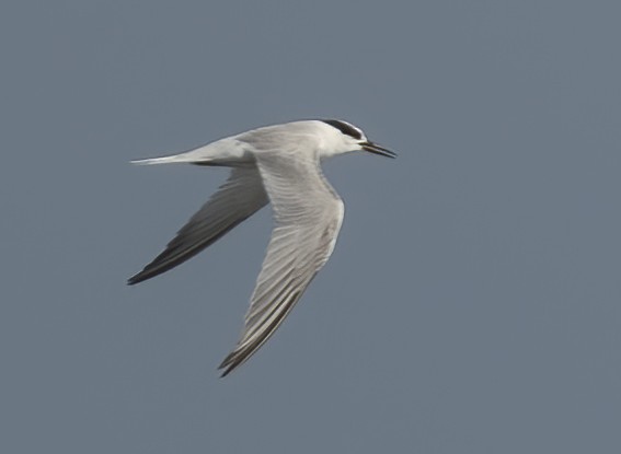 Whiskered Tern - ML646120085