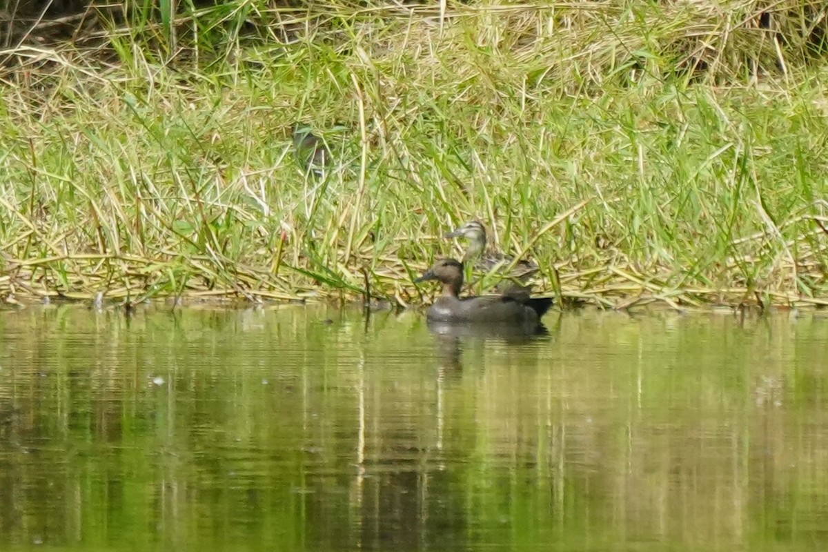 Gadwall - ML646120087