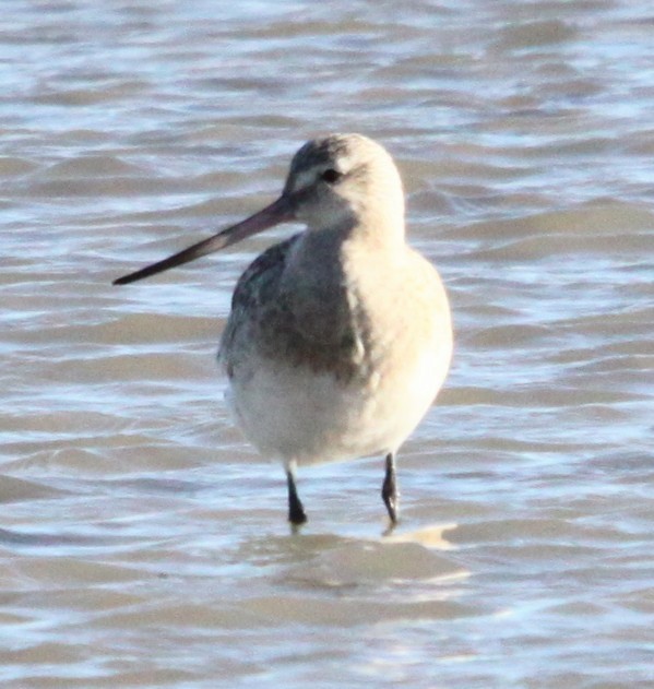 Bar-tailed Godwit - ML646120090