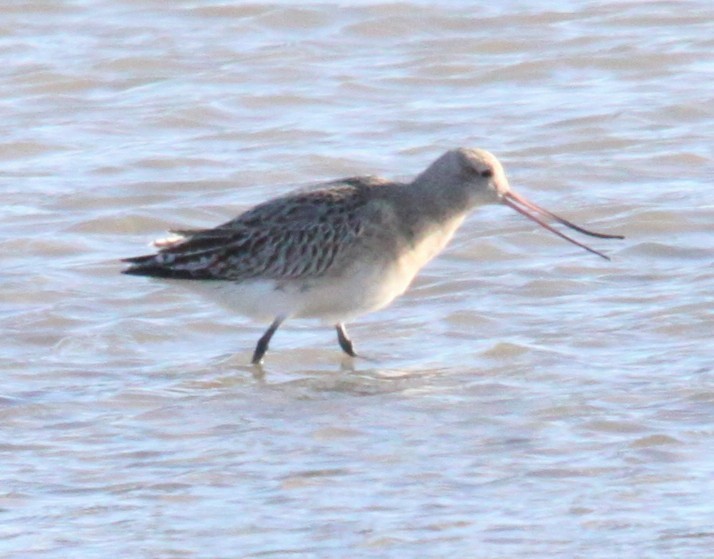 Bar-tailed Godwit - ML646120091