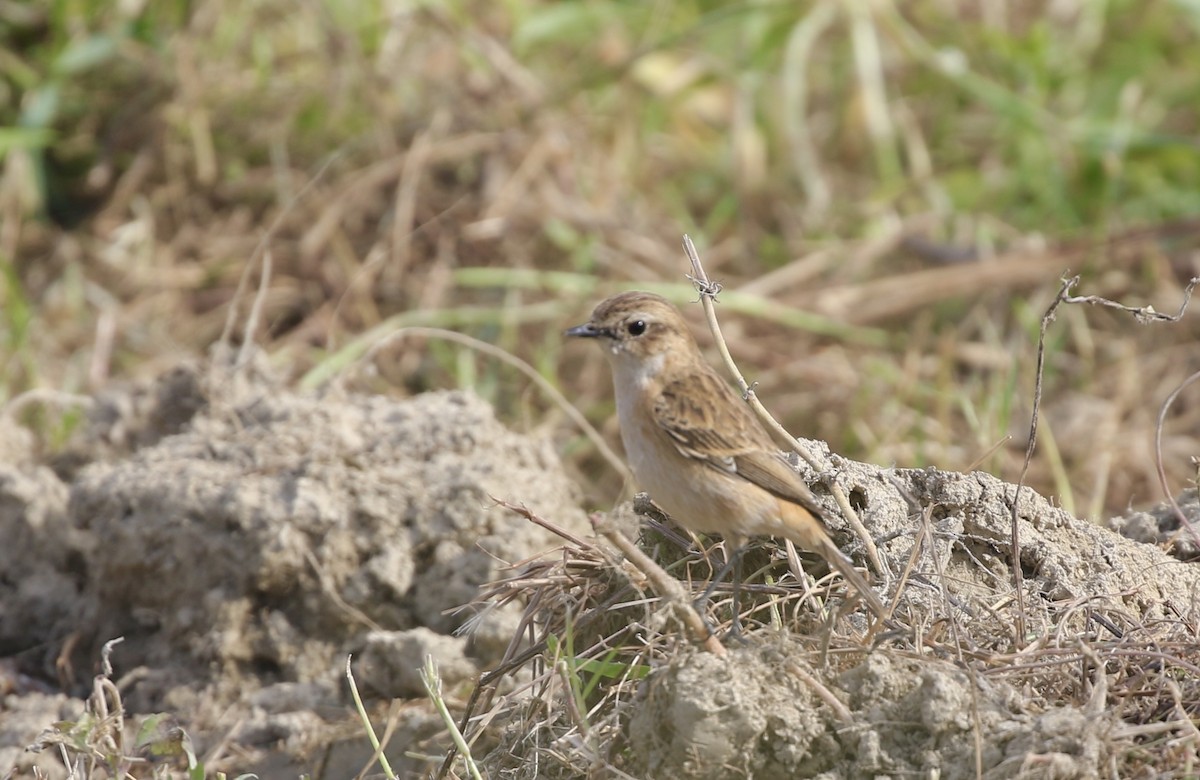 Amur Stonechat - ML646120093