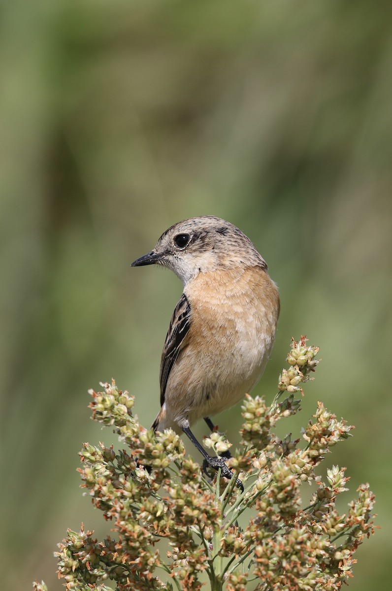 Amur Stonechat - ML646120094