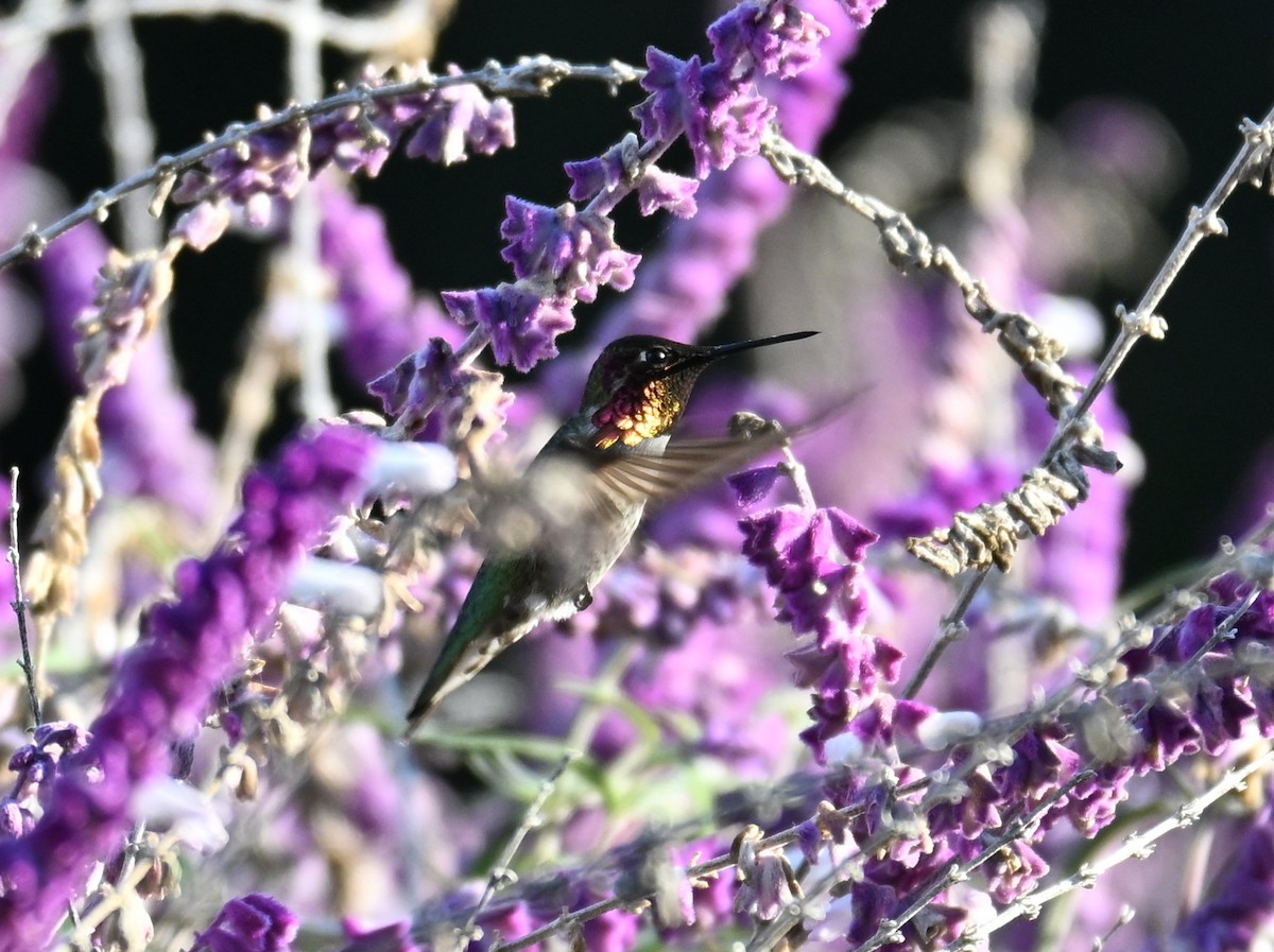 Anna's Hummingbird - ML646120095