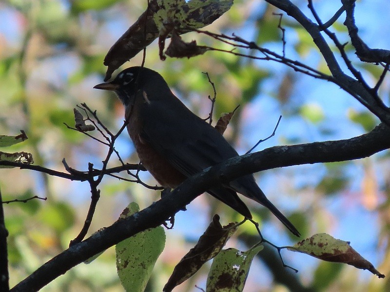 American Robin - ML646120096