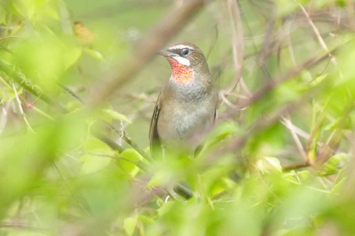 Siberian Rubythroat - ML646120097