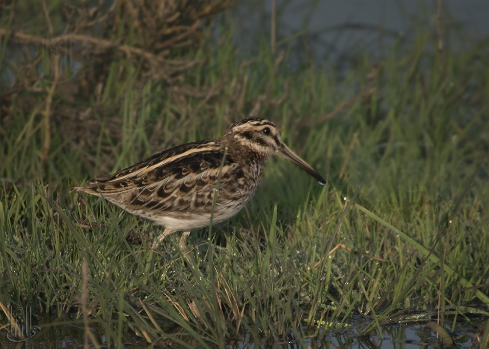 Jack Snipe - ML646120098
