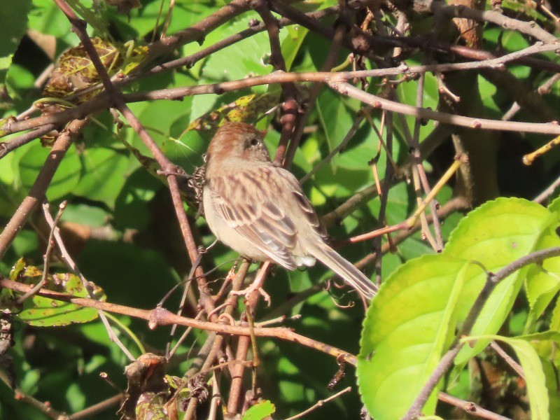 Field Sparrow - ML646120101
