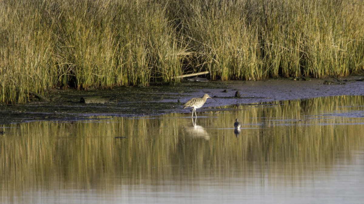 Eurasian Curlew - ML646120102