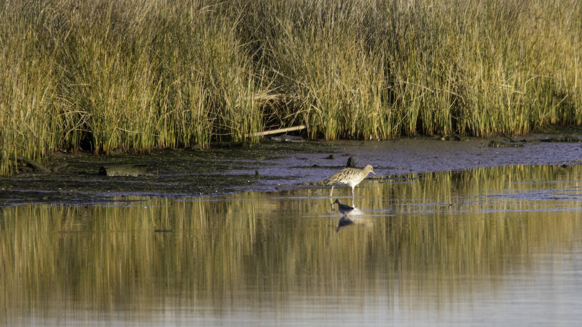 Eurasian Curlew - ML646120103