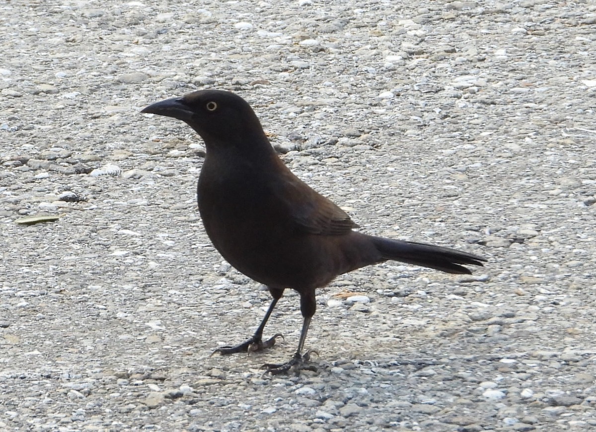 Common Grackle - ML646120104